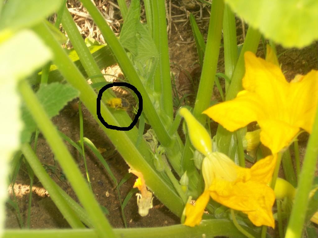 Pollinating Cucumbers • Gardening Forum